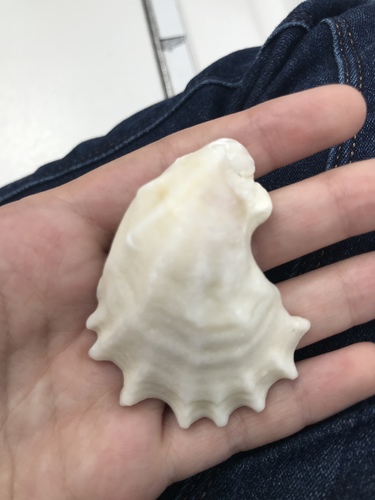 Eastern Oyster