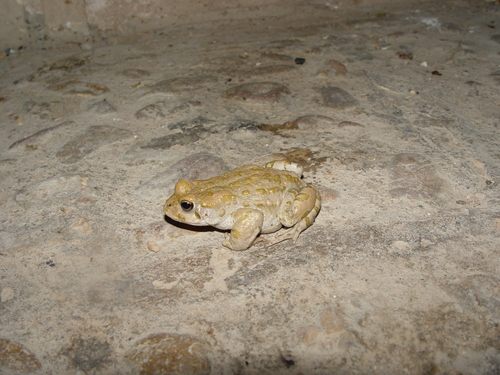 Variable Toad