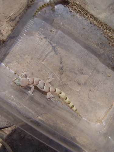 Latifi's Dwarf Gecko