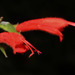 Salvia hirta - Photo (c) Ruth Ripley, כל הזכויות שמורות, הועלה על ידי Ruth Ripley
