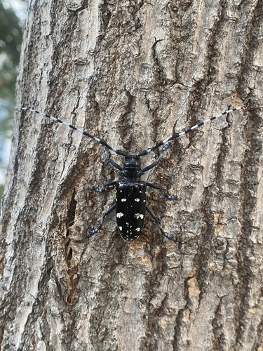 Asian Longhorned Beetle