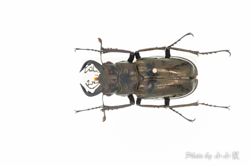 Lucanus lesnei