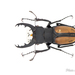 Lucanus parryi parryi - Photo (c) Hanyang Ye, all rights reserved, uploaded by Hanyang Ye