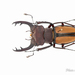 Lucanus parryi laetus - Photo (c) Hanyang Ye, all rights reserved, uploaded by Hanyang Ye