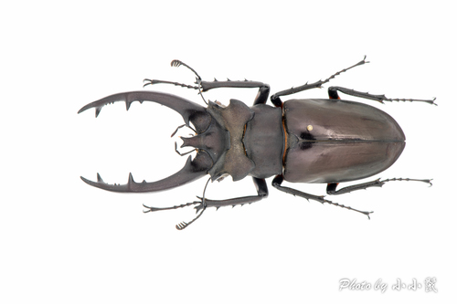 How to identify Lucanus formosanus Planet, 1899