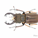 Lucanus boileaui - Photo (c) Hanyang Ye, all rights reserved, uploaded by Hanyang Ye