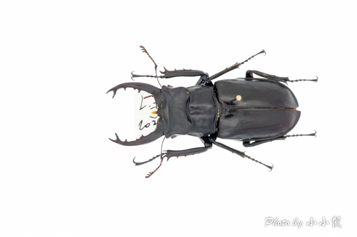Lucanus takeoi