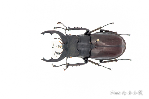 Lucanus westermanni