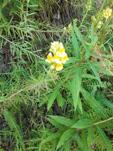 common toadflax