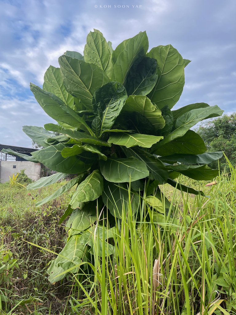 Limahlania crenulata from taman sri idaman 83000 batu pahat johor
