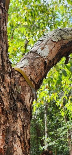 Common Tree Snake sighting
