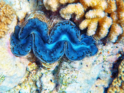 Small Giant Clam — seen at this dive site