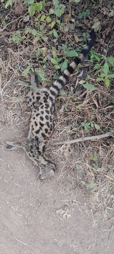 Rusty-spotted Genet