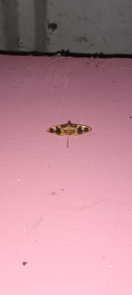 Patania from Pakang khas AL 734314, Paygang Khasmahal, West Bengal ...