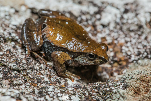 Physalaemus erythros · BioDiversity4All