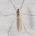 Rhipidia domestica - Photo (c) Doug Wechsler, all rights reserved, uploaded by Doug Wechsler