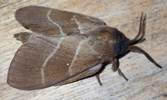 Image of Eutachyptera psidii