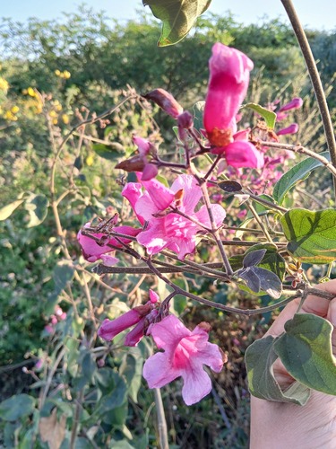 Mansoa hirsuta