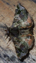 Image of Quentalia subumbrata