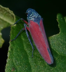 Image of Graphocephala pumicata
