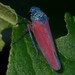 Graphocephala pumicata - Photo (c) Ryan Andrews, all rights reserved, uploaded by Ryan Andrews