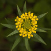 Wormseed Wallflower - Photo (c) clhulse, all rights reserved, uploaded by clhulse
