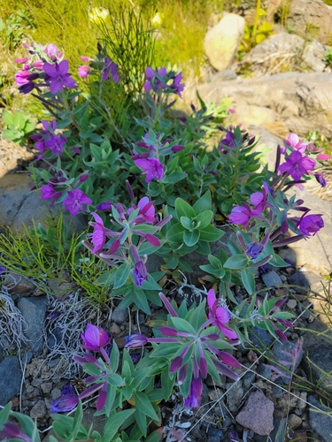 Dwarf Fireweed