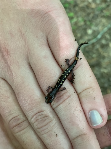 Yellow-spotted Woodland Salamander
