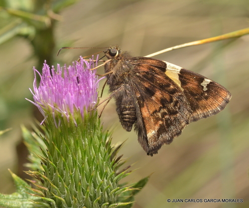 Golden Banded-Skipper