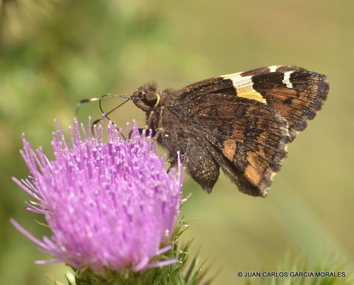Sonoran Banded-Skipper
