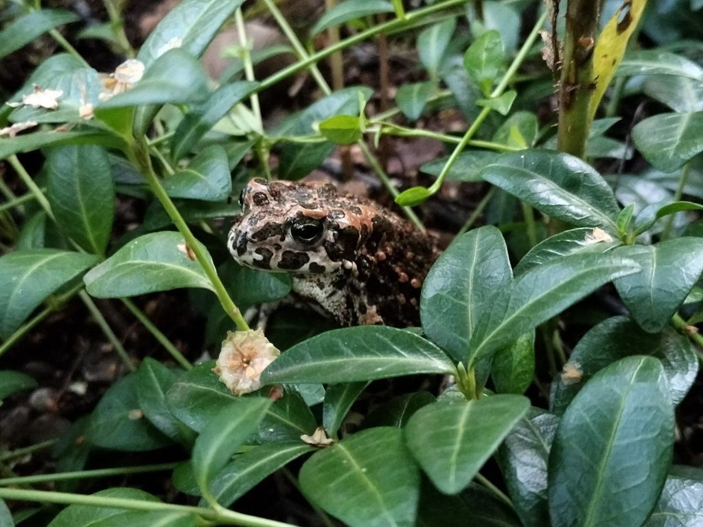 Variable toad from 450520 on