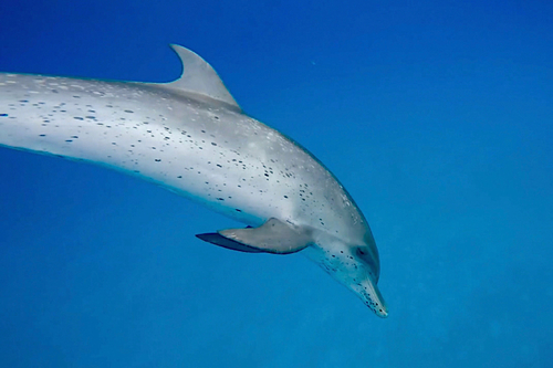 Atlantic Spotted Dolphin