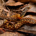 Specklebelly Keelback - Photo (c) Chien Lee, all rights reserved, uploaded by Chien Lee