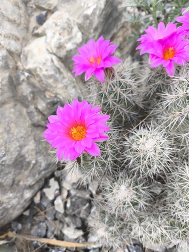 Chihuahuan Beehive