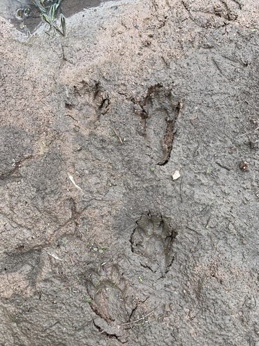 Raccoon Tracks – NatureTracking