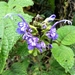 Salvia pichinchensis - Photo (c) Edison Ocaña, all rights reserved, uploaded by Edison Ocaña