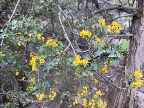 Fremont barberry