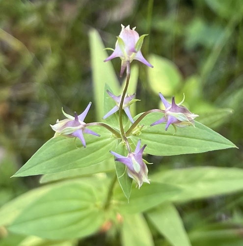 Spurred Gentian (Halenia deflexa) · iNaturalist
