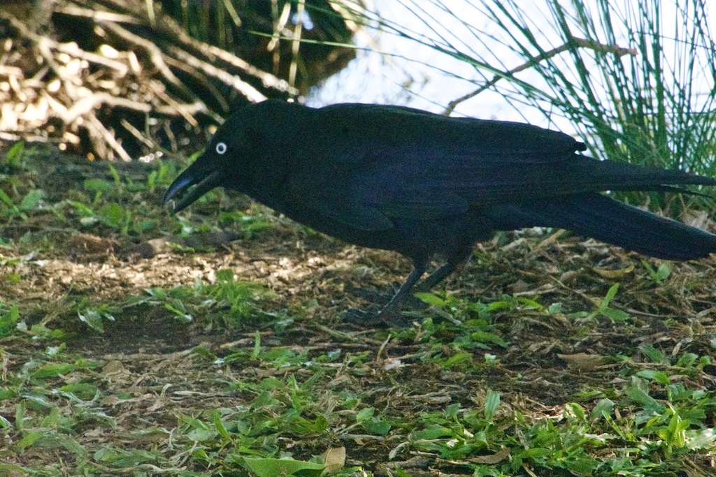 Torresian Crow from Gold Coast QLD, Australia on July 19, 2024 at 02:31 ...