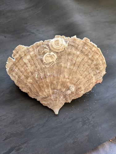 Flabellum australe