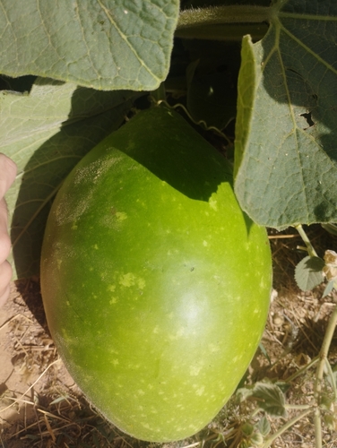 Calabash