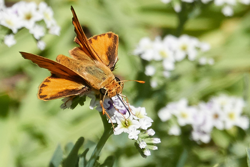 iNaturalist observation photo of Fiery Skipper