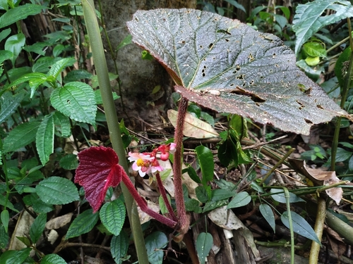 Begonia robusta