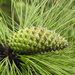 Smooth-bark Mexican Pine - Photo (c) Sergio Escutia Zúñiga, all rights reserved, uploaded by Sergio Escutia Zúñiga