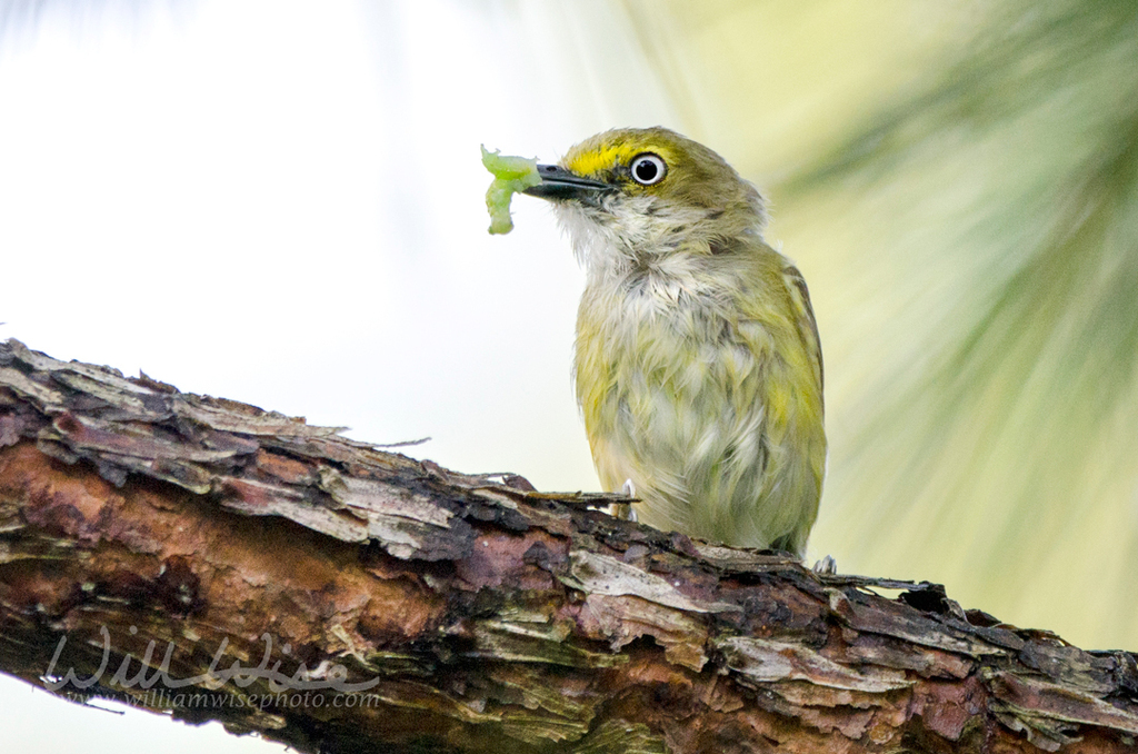 White-eyed Vireo