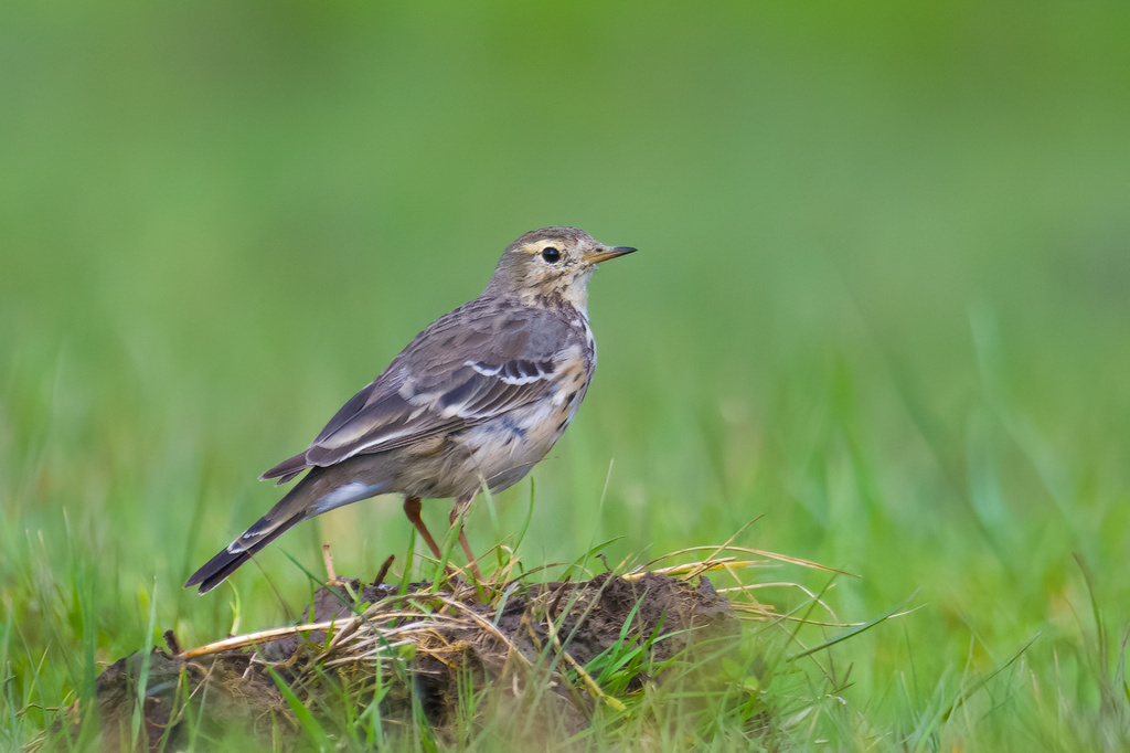 Siberian Pipit photo