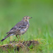 Siberian Pipit - Photo (c) Çağan Abbasoğlu, all rights reserved, uploaded by Çağan Abbasoğlu