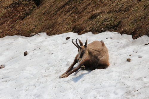 Northern Chamois