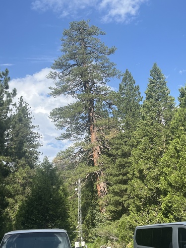 iNaturalist observation photo of Western Ponderosa Pine