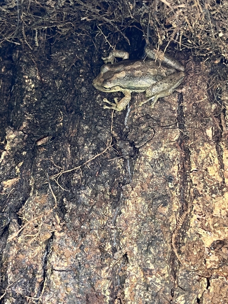 Fowler's Snouted Tree Frog from Parque Nacional Galápagos, Santa Cruz ...